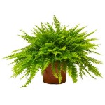 Boston Fern or Sword Fern (Nephrolepis exaltata) Plant - Foliage Plants-Ferns