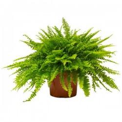 Boston Fern or Sword Fern (Nephrolepis exaltata) Plant Boston Fern or Sword Fern (Nephrolepis exaltata) Plant - Foliage Plants-Ferns