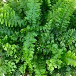 Boston Fern or Sword Fern (Nephrolepis exaltata) Plant - Foliage Plants-Ferns