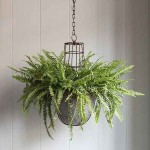 Boston Fern or Sword Fern (Nephrolepis exaltata) Plant - Foliage Plants-Ferns