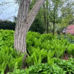 Boston Fern or Sword Fern (Nephrolepis exaltata) Plant - Foliage Plants-Ferns