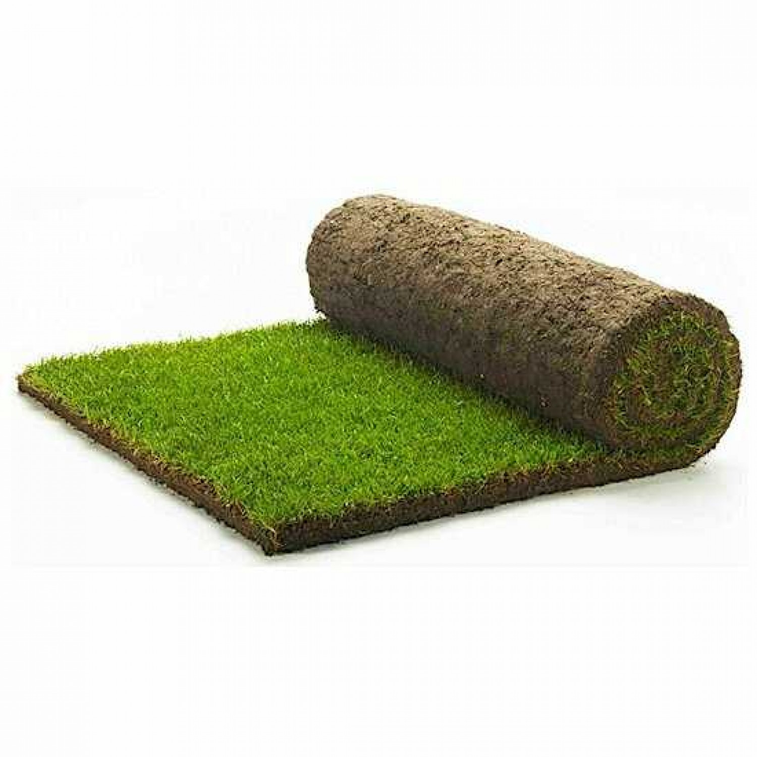 Turfgrass Rolls ARENA