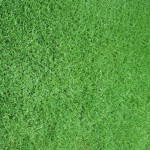 MAROKO Ready Lawn | kipogeorgiki.gr