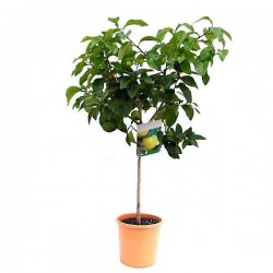 Pomelo or Pummelo (Citrus maxima-syn. Citrus grandis) Tree - Citrus Trees