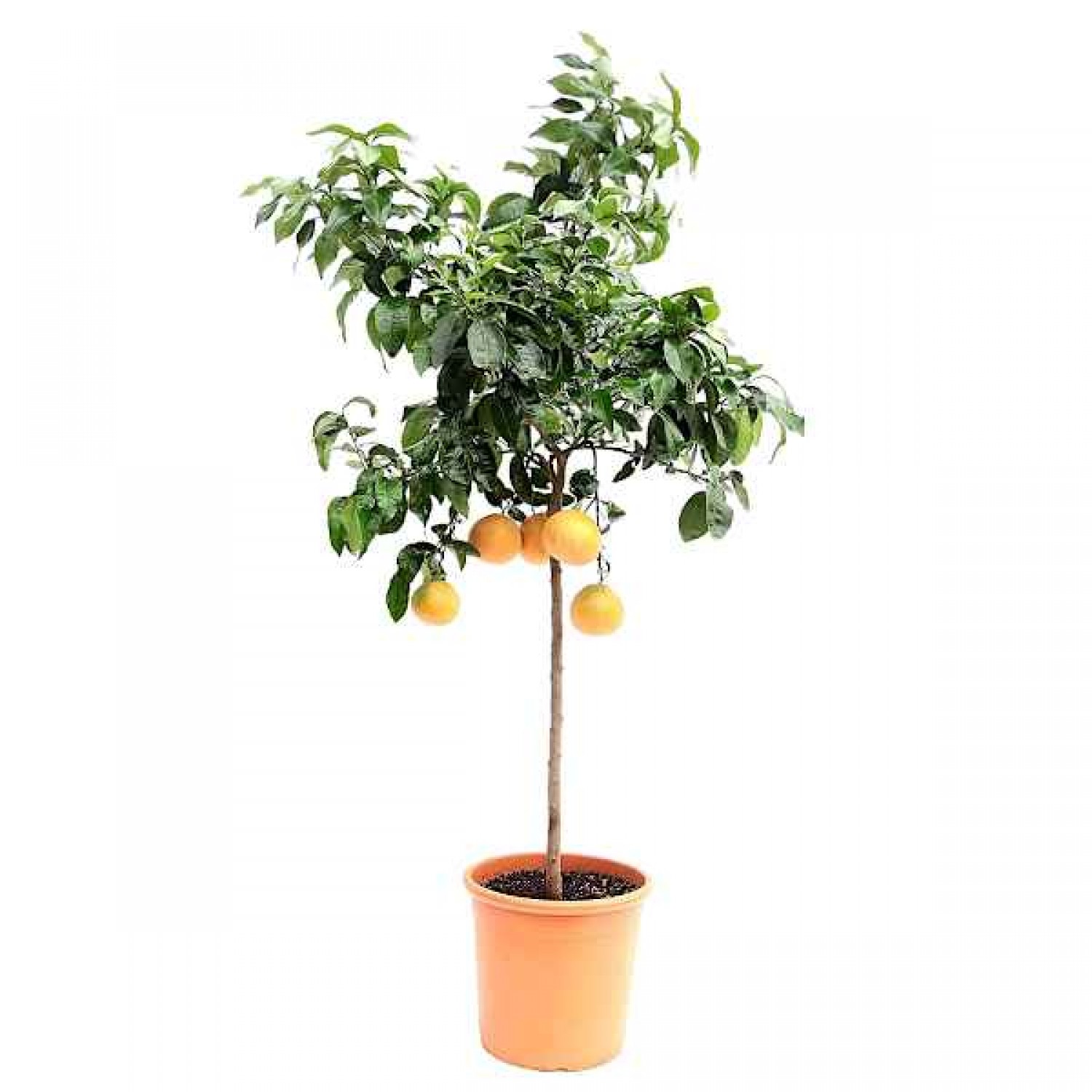 Grapefruit (Citrus x paradisi) Tree-Potted Plant - Citrus Trees