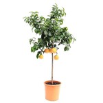 Grapefruit (Citrus x paradisi) Tree-Potted Plant - Citrus Trees