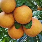 Grapefruit (Citrus x paradisi) Tree-Potted Plant - Citrus Trees