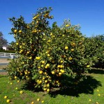 Grapefruit (Citrus x paradisi) Tree-Potted Plant - Citrus Trees