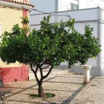 Grapefruit (Citrus x paradisi) Tree-Potted Plant - Citrus Trees