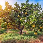 Grapefruit (Citrus x paradisi) Tree-Potted Plant - Citrus Trees