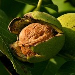 Common Walnut Tree (Juglans regia) Common Walnut Trees (Juglans regia) Nuts