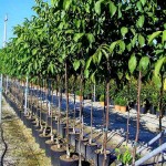Common Walnut Tree (Juglans regia) Common Walnut Trees (Juglans regia) Nuts