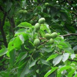 Common Walnut Tree (Juglans regia) Common Walnut Trees (Juglans regia) Nuts