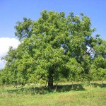 Common Walnut Tree (Juglans regia) Common Walnut Trees (Juglans regia) Nuts