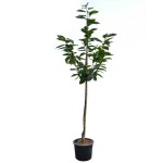 Sweet Cherry Tree (Prunus avium L.) Sweet Cherry Trees (Prunus avium)