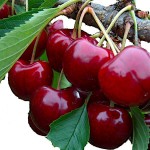 Sweet Cherry Tree (Prunus avium L.) Sweet Cherry Trees (Prunus avium)