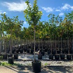 Sweet Cherry Tree (Prunus avium L.) Sweet Cherry Trees (Prunus avium)