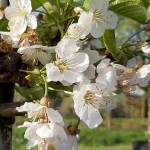 Sweet Cherry Tree (Prunus avium L.) Sweet Cherry Trees (Prunus avium)