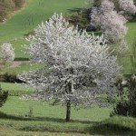 Sweet Cherry Tree (Prunus avium L.) Sweet Cherry Trees (Prunus avium)