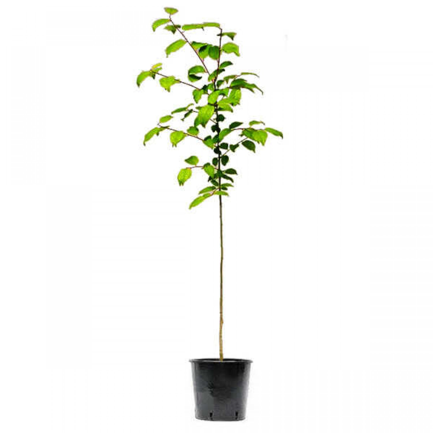 Cherry Plum Trees or Myrobalan Plum Trees (Prunus cerasifera)