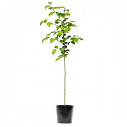 Cherry Plum Tree or Myrobalan Plum Tree (Prunus cerasifera) Cherry Plum Trees or Myrobalan Plum Trees (Prunus cerasifera)
