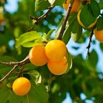 Cherry Plum Trees or Myrobalan Plum Trees (Prunus cerasifera)