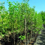 Cherry Plum Trees or Myrobalan Plum Trees (Prunus cerasifera)