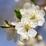 Cherry Plum Trees or Myrobalan Plum Trees (Prunus cerasifera)