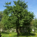 Cherry Plum Trees or Myrobalan Plum Trees (Prunus cerasifera)
