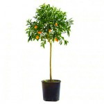 Nagami Kumquat Trees (Citrus japonica/Fortunella margarita)