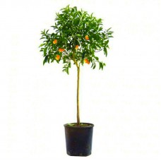 Nagami Kumquat Trees (Citrus japonica/Fortunella margarita)