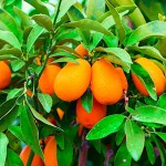 Nagami Kumquat Trees (Citrus japonica/Fortunella margarita)
