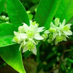 Nagami Kumquat Trees (Citrus japonica/Fortunella margarita)