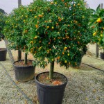 Nagami Kumquat Trees (Citrus japonica/Fortunella margarita)