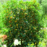 Nagami Kumquat Trees (Citrus japonica/Fortunella margarita)