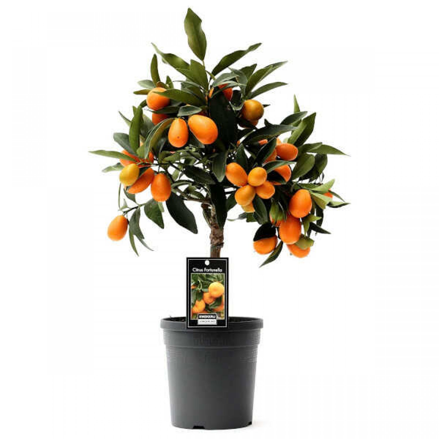Nagami Kumquat Dwarf (Citrus japonica, syn. Fortunella margarita) Tree Nagami Kumquat Dwarf Trees (Fortunella margarita)