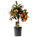Nagami Kumquat Dwarf (Citrus japonica, syn. Fortunella margarita) Tree Nagami Kumquat Dwarf Trees (Fortunella margarita)
