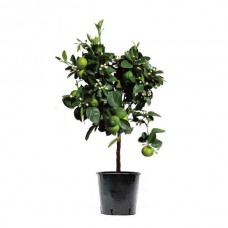 Key Lime Trees (Citrus x aurantiifolia) | Plants