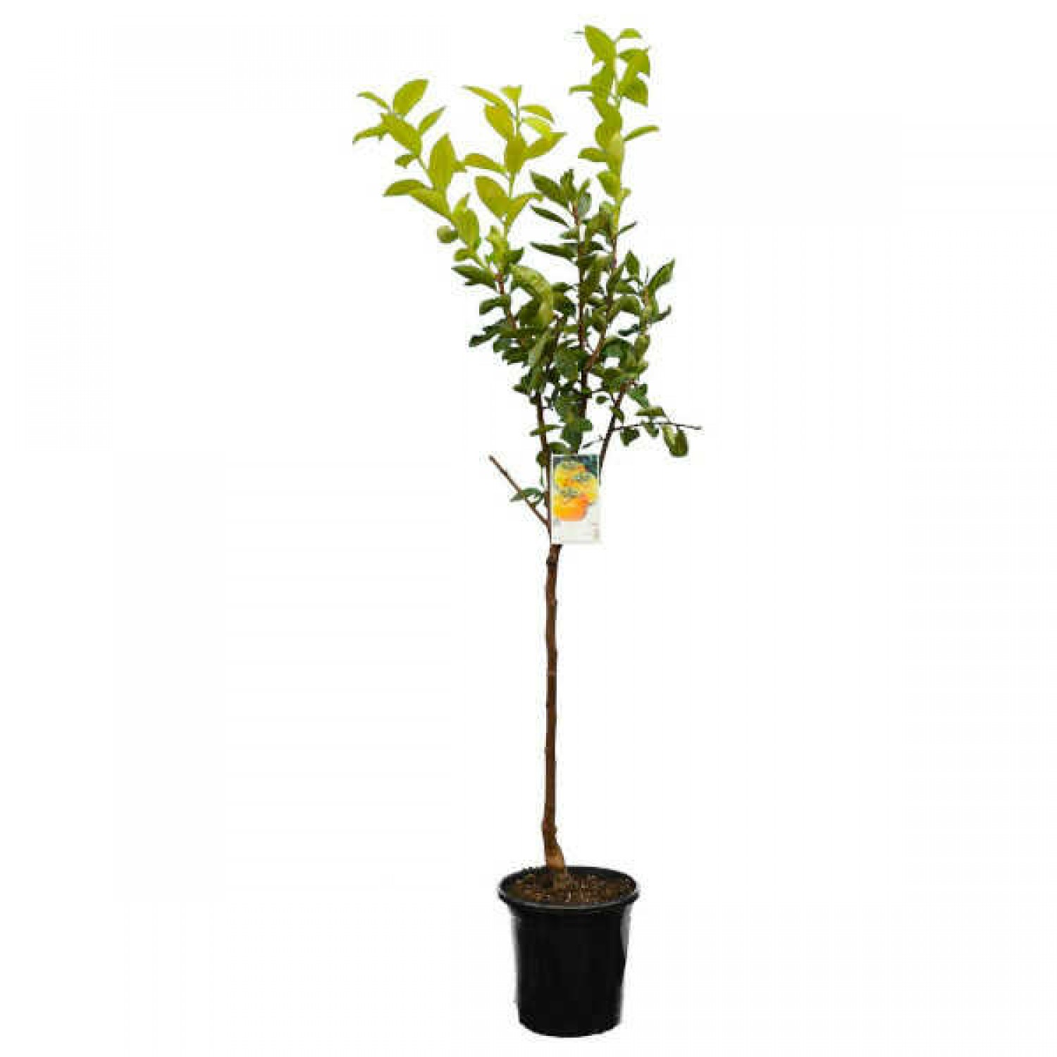 Japanese Persimmon Trees (Diospyros kaki)