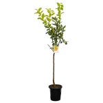 Japanese Persimmon Trees (Diospyros kaki)