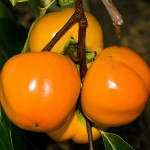 Japanese Persimmon Trees (Diospyros kaki)