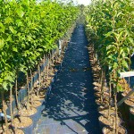 Japanese Persimmon Trees (Diospyros kaki)