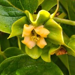 Japanese Persimmon Trees (Diospyros kaki)