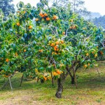 Japanese Persimmon Trees (Diospyros kaki)