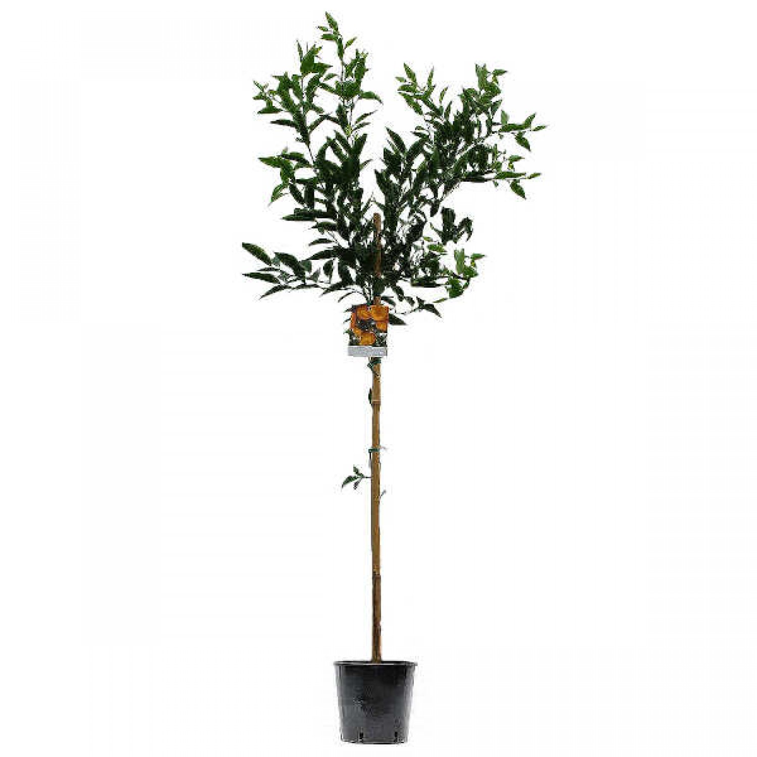 Mandarine Trees (Citrus reticulata) | Plants
