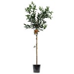 Mandarine Trees (Citrus reticulata) | Plants