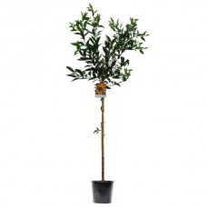 Mandarine Trees (Citrus reticulata) | Plants