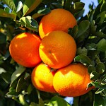 Mandarine Trees (Citrus reticulata) | Plants