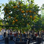 Mandarine Trees (Citrus reticulata) | Plants