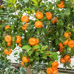 Mandarine Trees (Citrus reticulata) | Plants